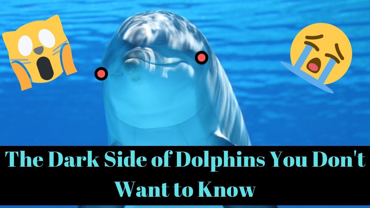 The Dark Side of Dolphins You Don't Want To Know