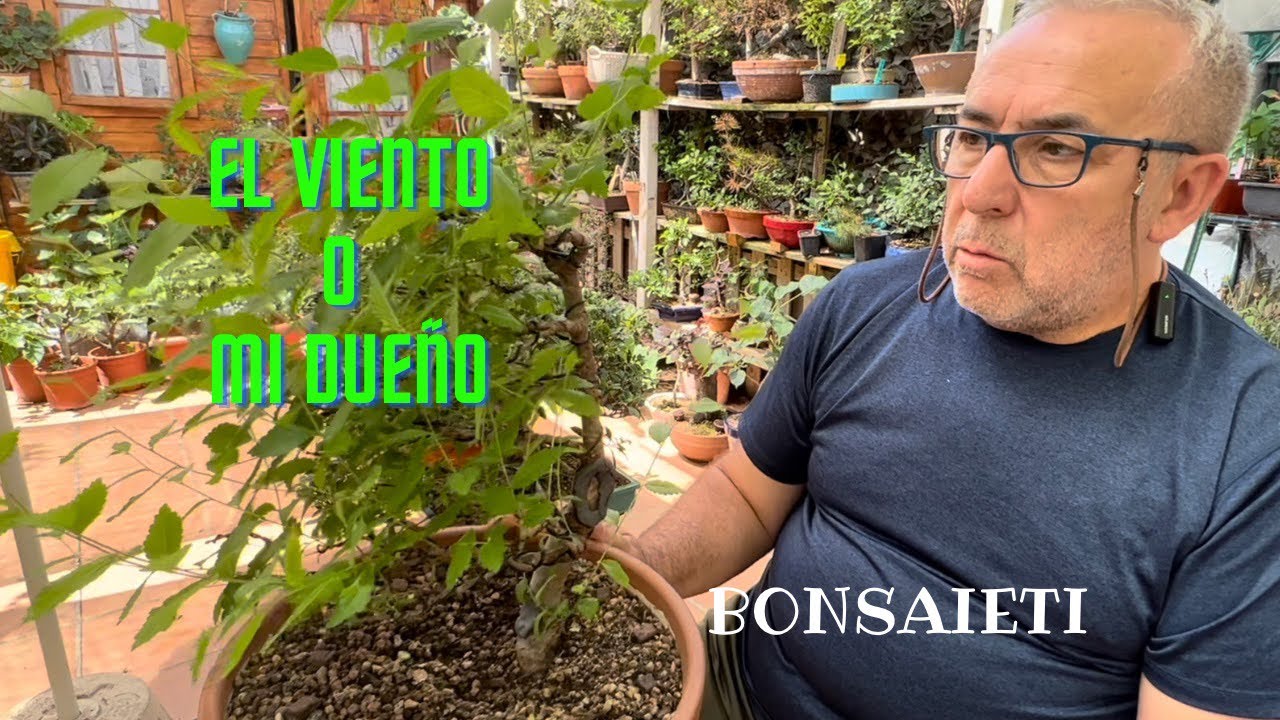 💨 OLMO azotado por el viento o por tu dueño