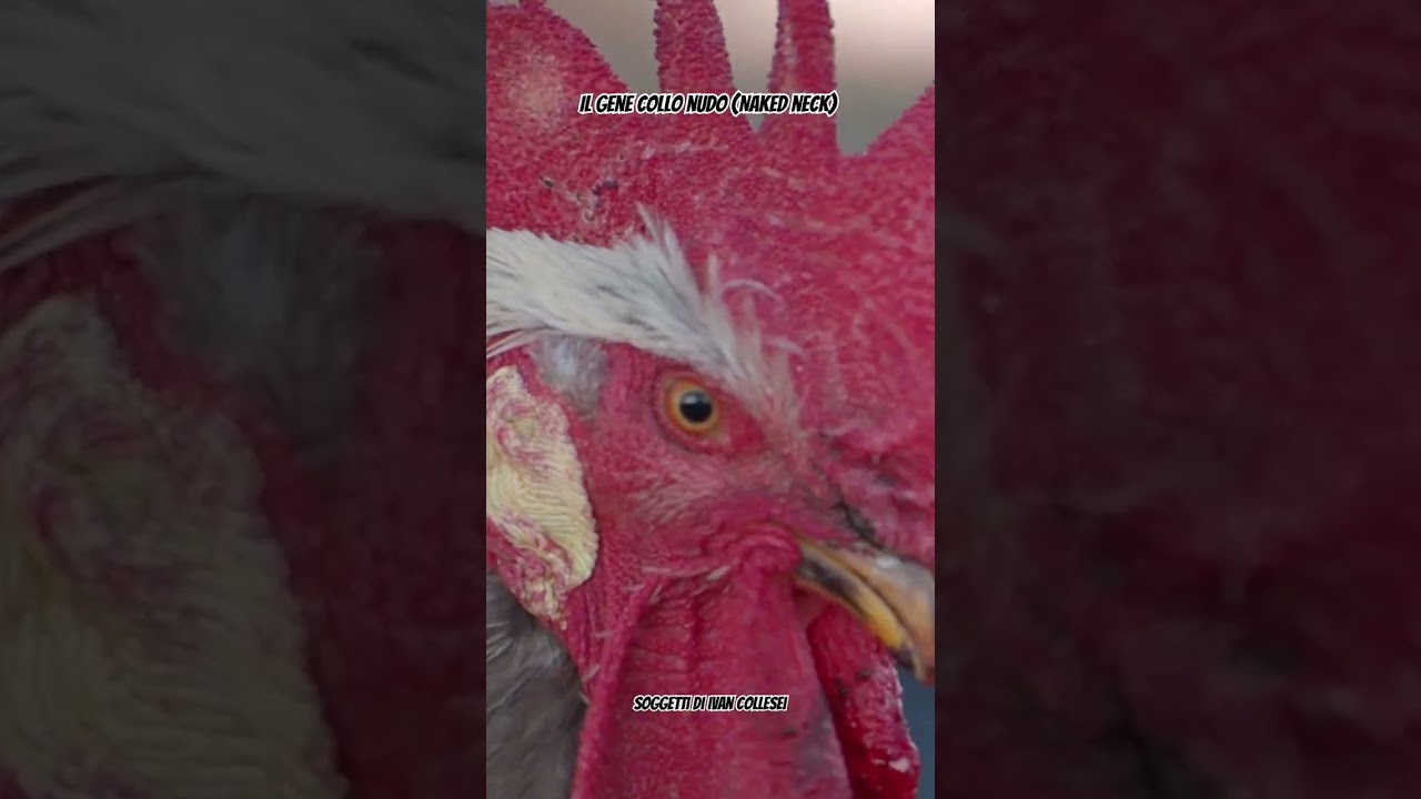 Oggi parliamo del gene del collo nudo (Naked neck) nei #polli #genetica #galline #animali #animals