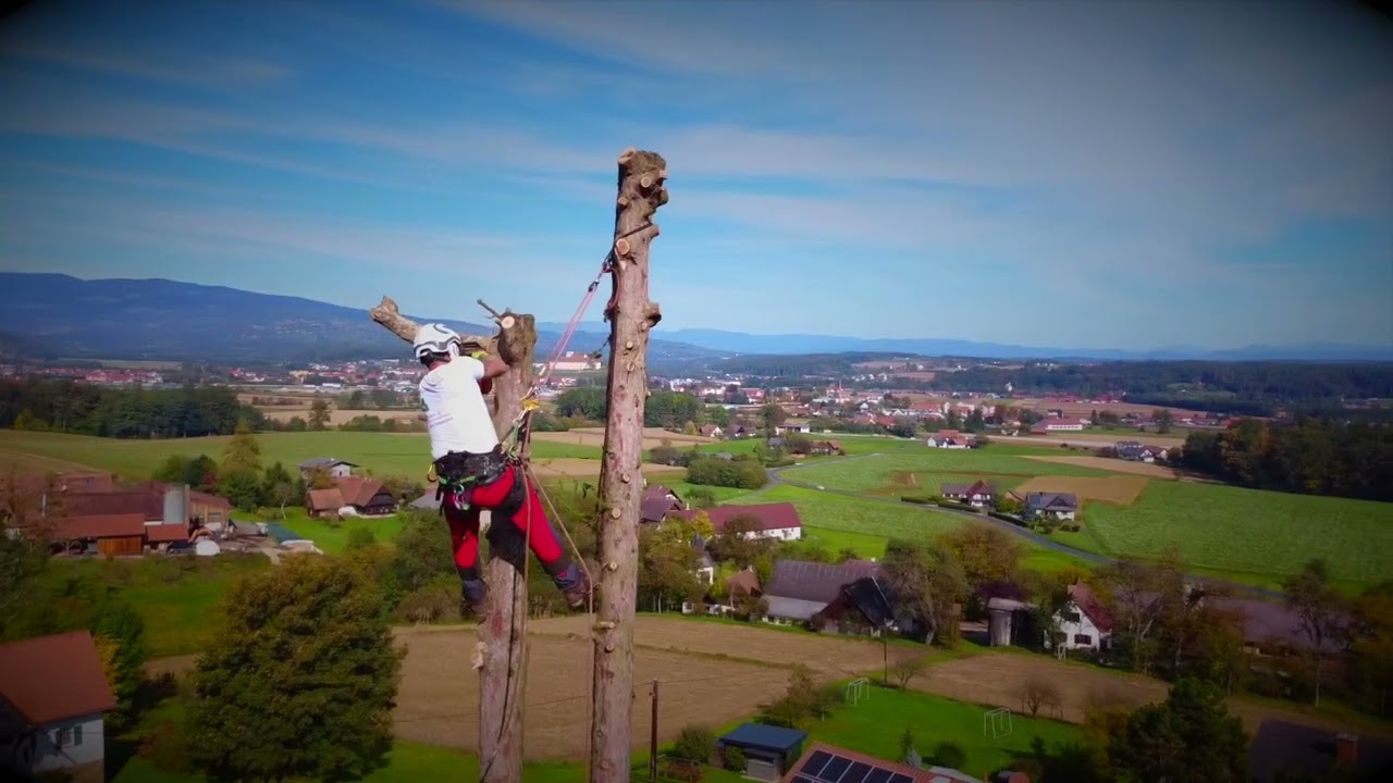 Baumabtragung mittels Seilklettertechnik + Hebebühne