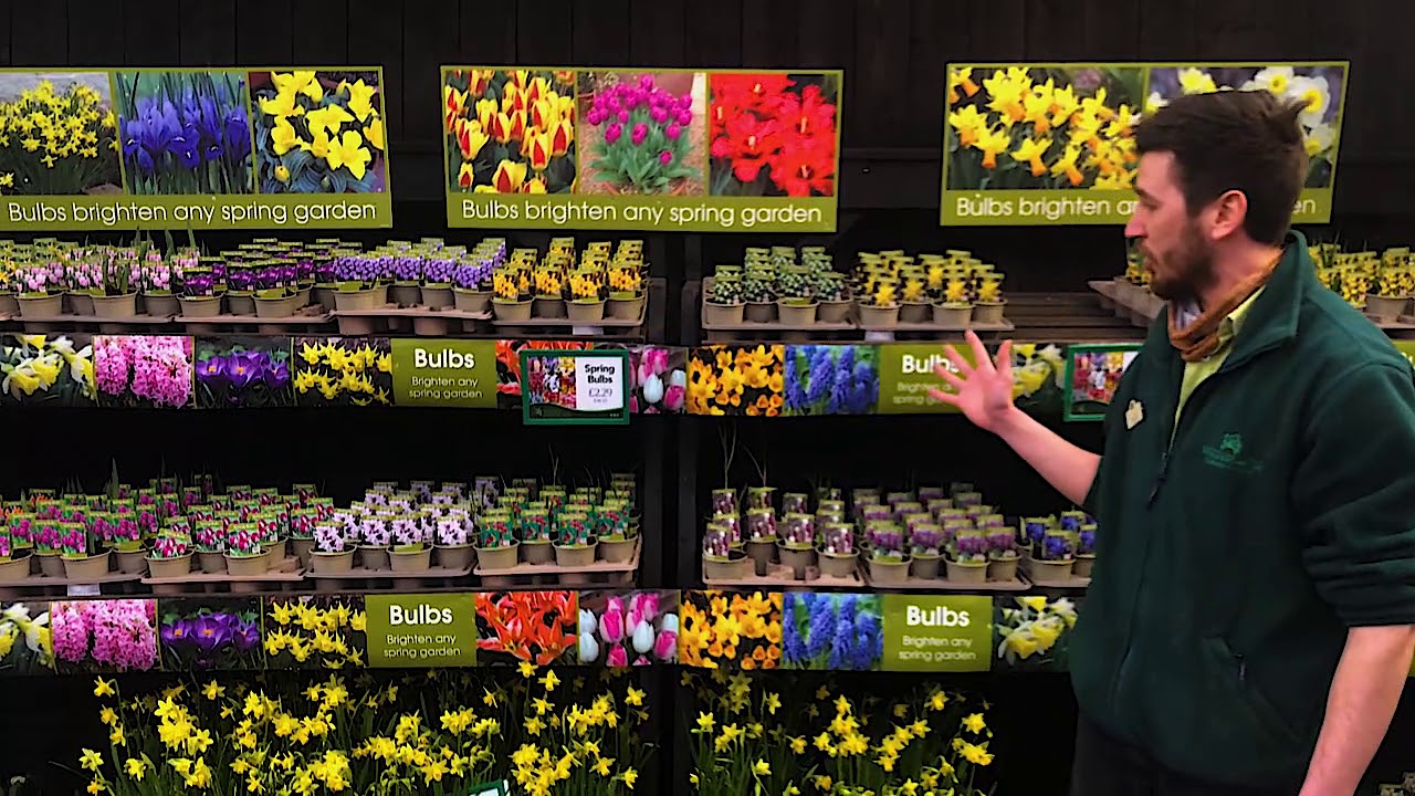 Plant Potted Spring Bulbs Now