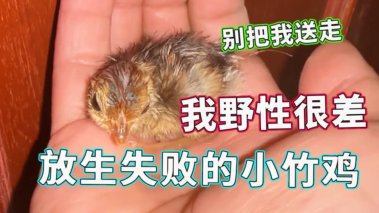 网友送来的小竹鸡成功孵化，由于野性太弱放生后又回来了，这是砸手里了？【天下一场梦】