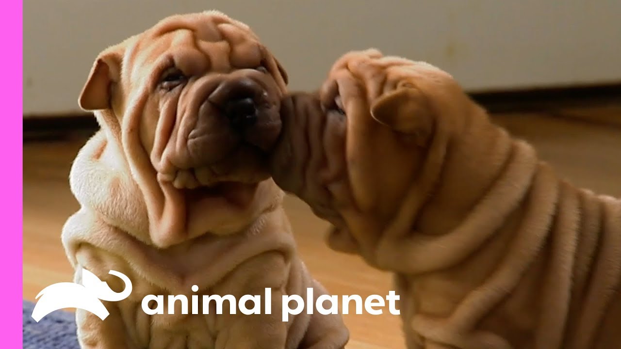 These Wrinkly Shar-Pei Pups Are Learning To Be The Best Guard Dogs! | Too Cute!