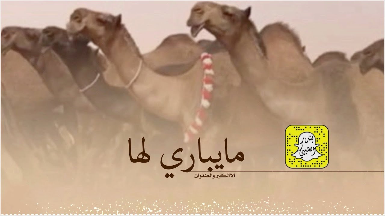 مايباري لها الا الكبر والعنفوان كلمات عبدالرحمن جزا المقاطي اداء صنهات العتيبي