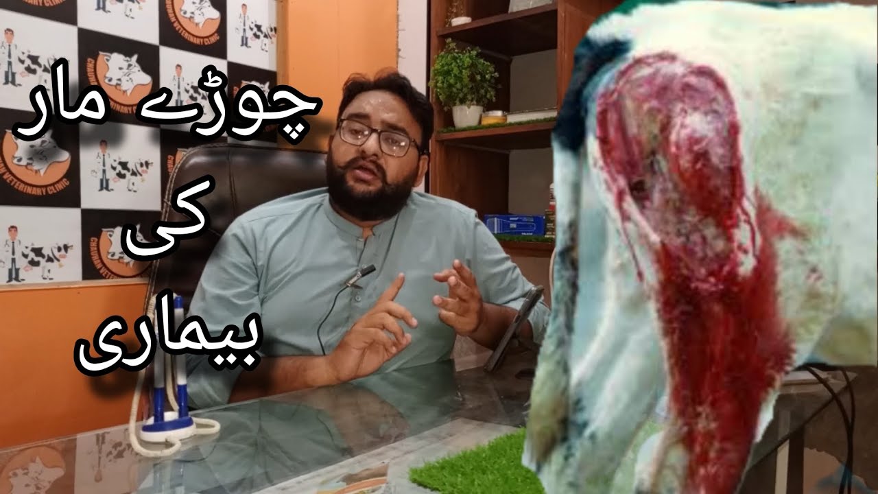 Black Quarter disease || BQ || Choray mar ki bemari
