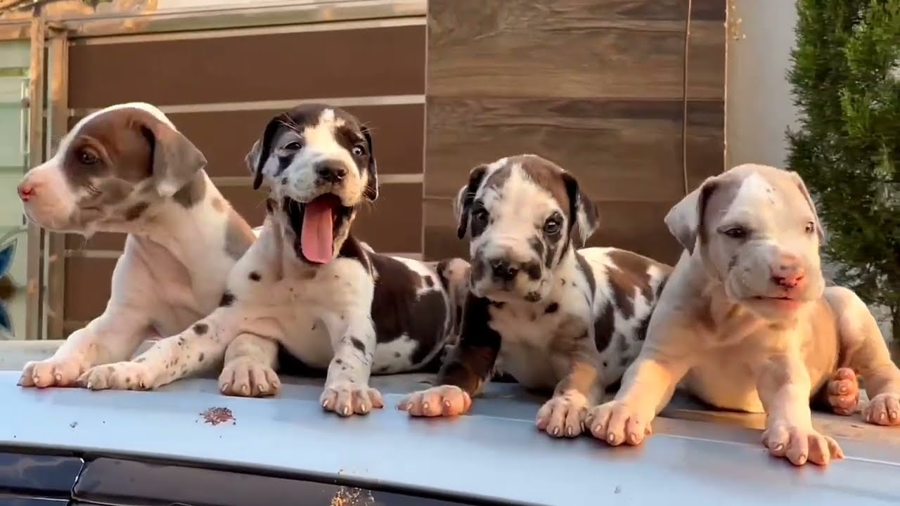 Great Dane breed 👉 रखने से पहले जान लो ये बाते।#pets_icon_varanasi #veterinarypharmacist #dolovers