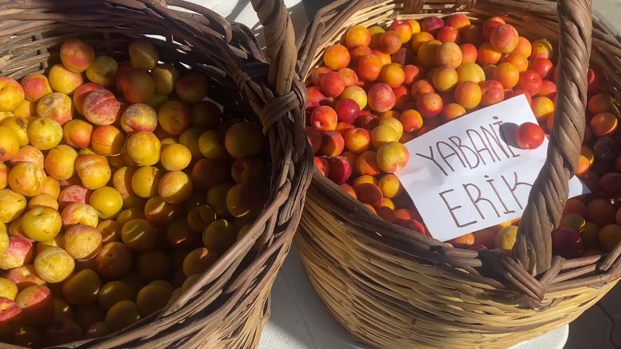 Kültürpark üretici pazarı. Çok özel zeytin ve yağı, yaban yaşam-beslenme, stevia çayı röportajları.