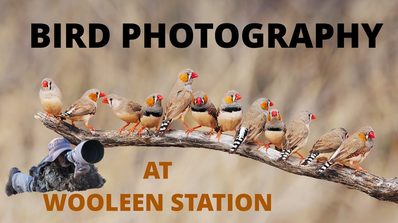 Birding Adventure at Wooleen Station | Murchison | Western Australia