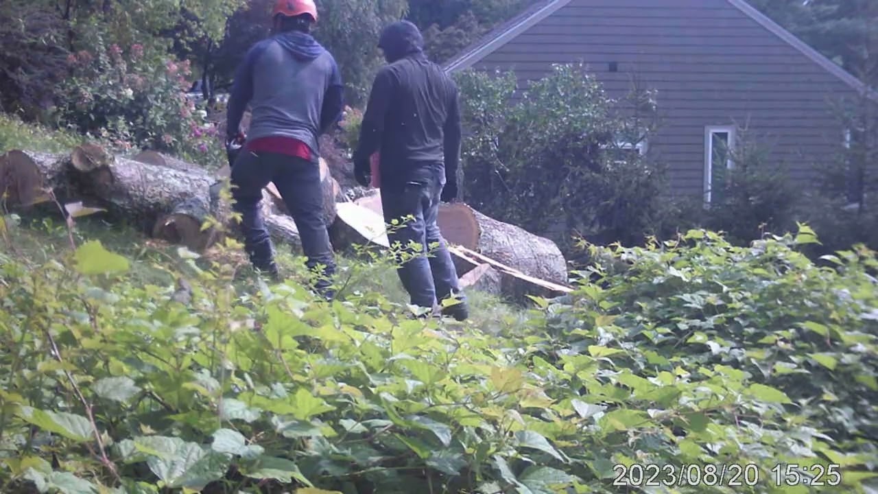 Evarts Tree Service Part 9I #treebiz #treecutting #arblife