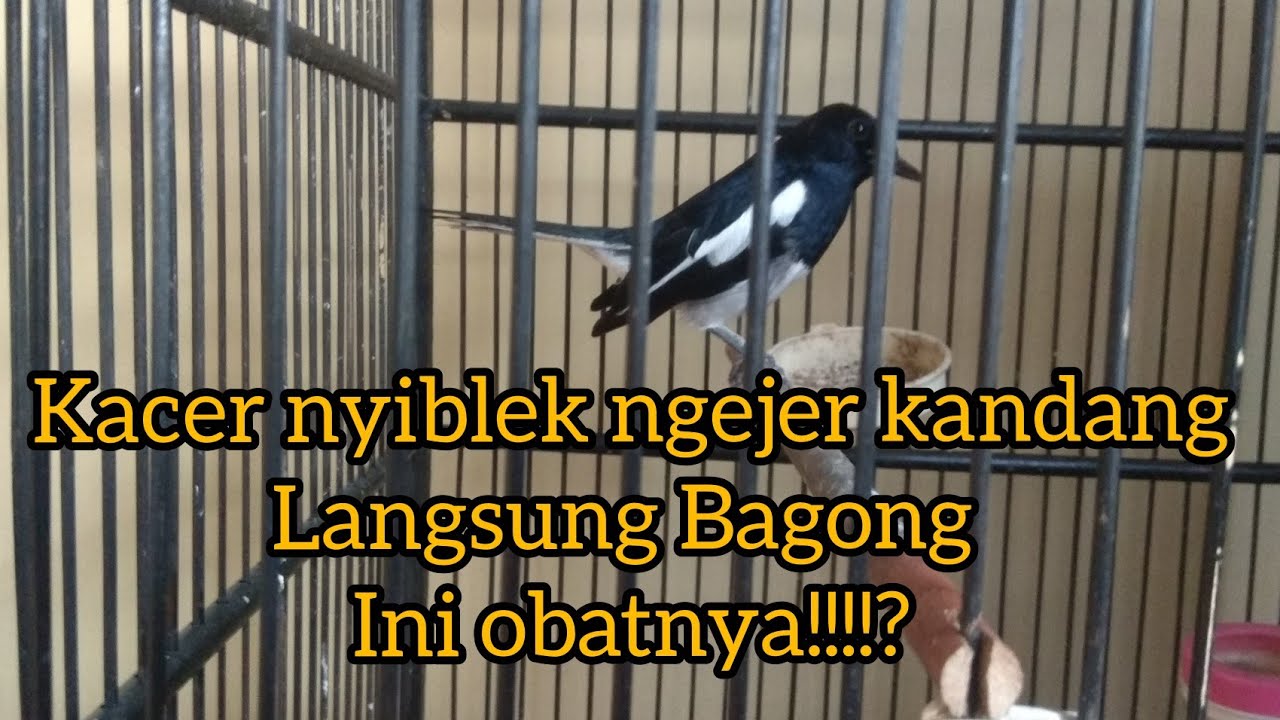 Kacer birahi dalam nyiblek,ngejer kandang.