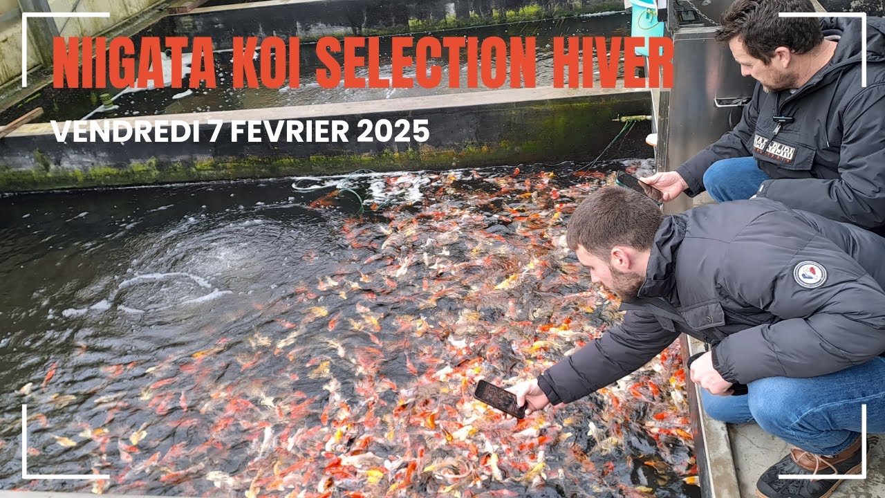 Tosai Carpes Koï : Notre Sélection Unique Lors de Notre Séjour au Japon