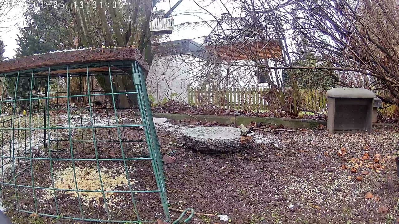 Rabenkr&auml;he will mit dem Kopf durch die Wand bzw. Gitter