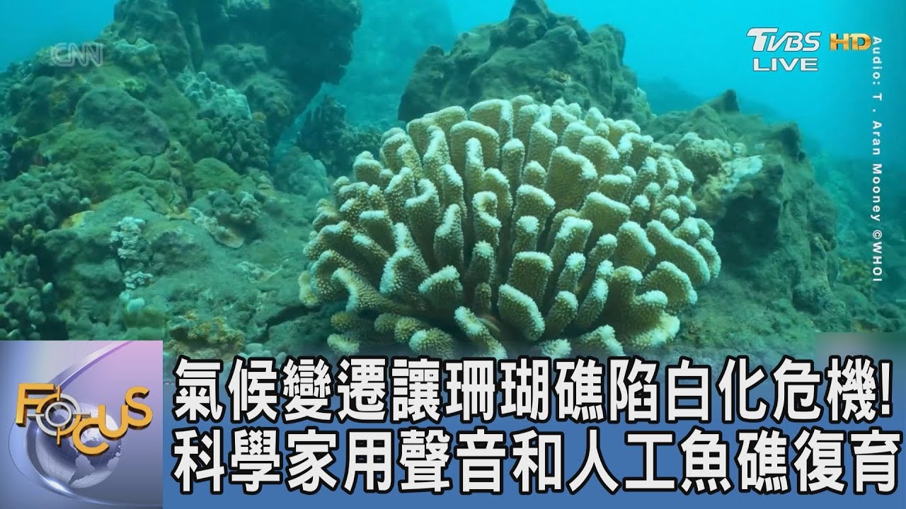 氣候變遷讓珊瑚礁陷白化危機! 科學家用聲音和人工魚礁復育｜FOCUS午間新聞 20260123 @TVBSNEWS01