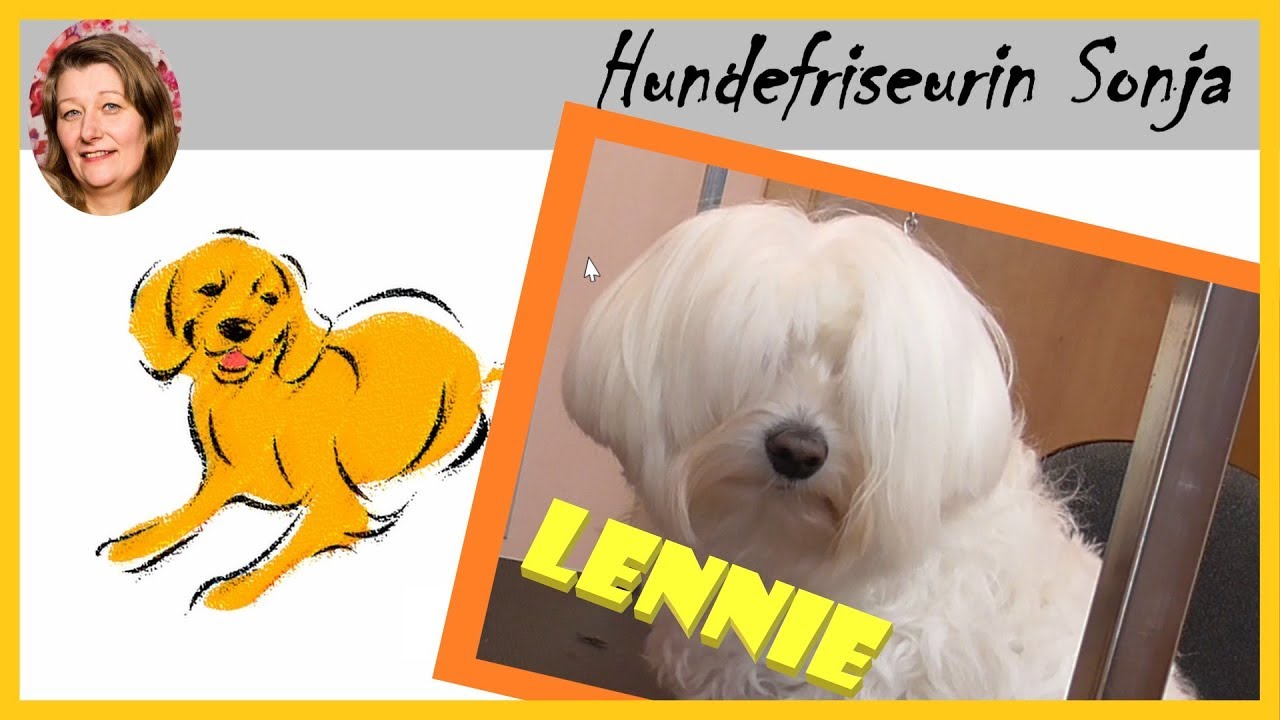 Hundefriseurin Sonja ★ Malteser Lennie ★