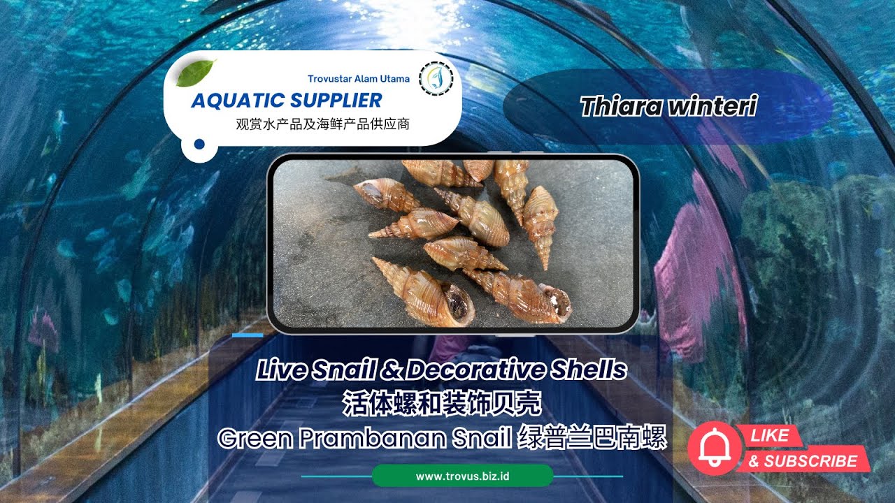 Green Prambanan Snail Thiara winteri 绿普兰巴南螺