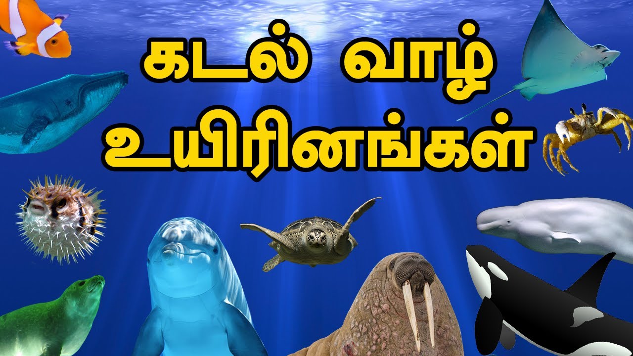 கடல் வாழ் உயிரினங்கள் | Tamil flashcards(SIGHT WORDS)| Sea creatures in TAMIL