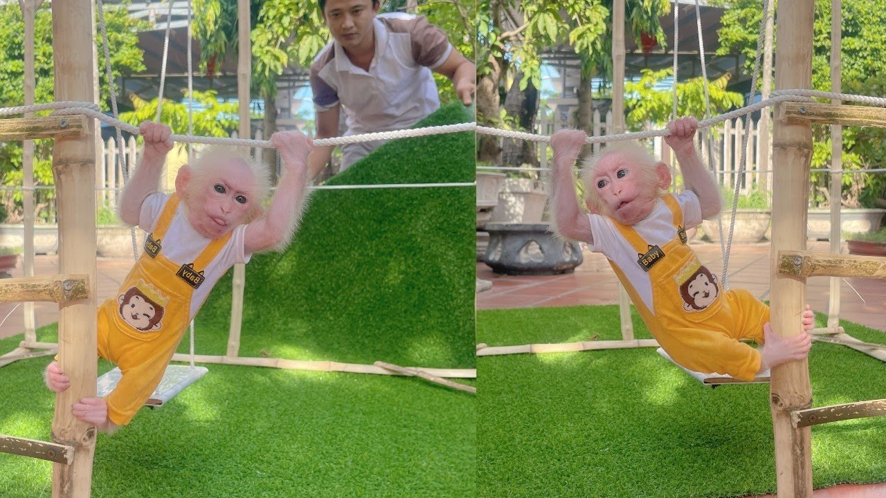 Baby monkey Lulu and Dad buy more decorations for the playground