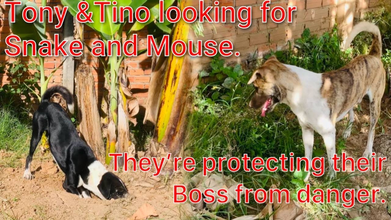 Tony and Tino looking for Snake and Mouse  They are protecting their Boss from danger