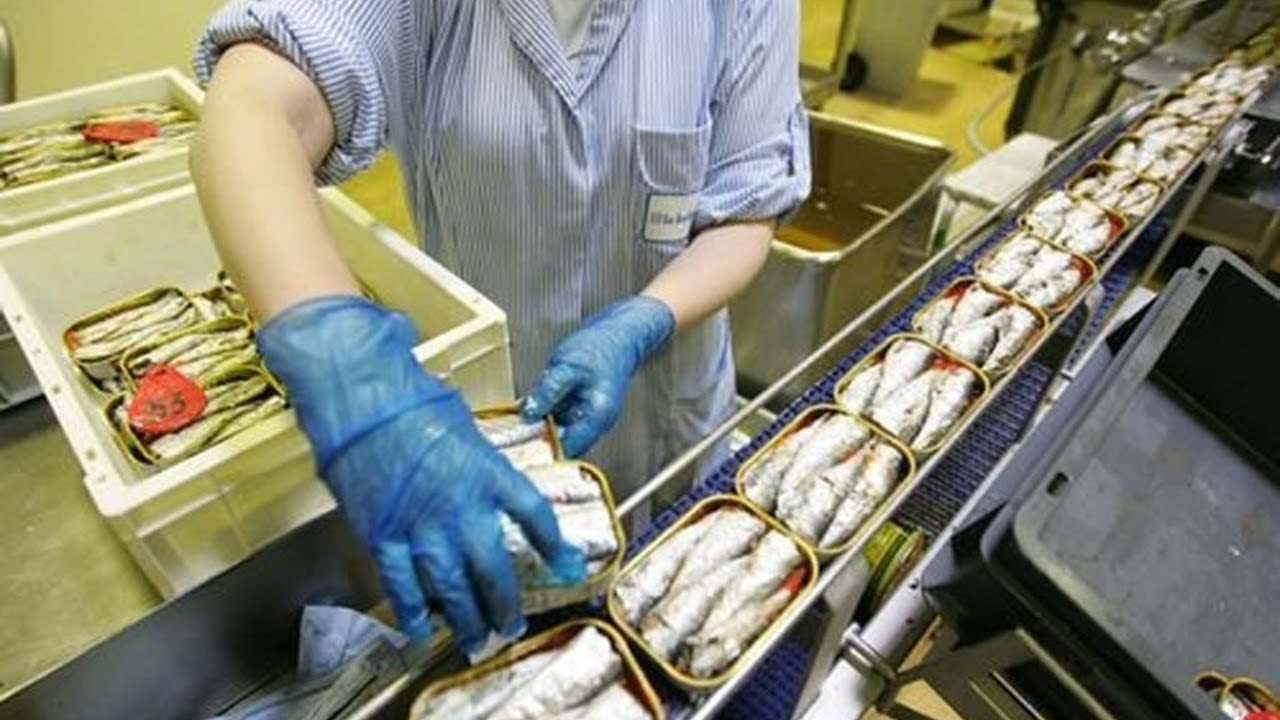 Comment les sardines sont elles p&ecirc;ch&eacute;es et transform&eacute;es ?