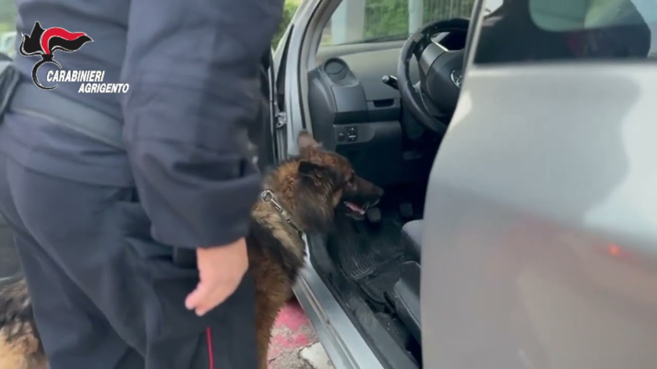 Agrigento, cani antidroga Vero e Conan scoprono hashish e marjuana. Carabinieri setacciano centro