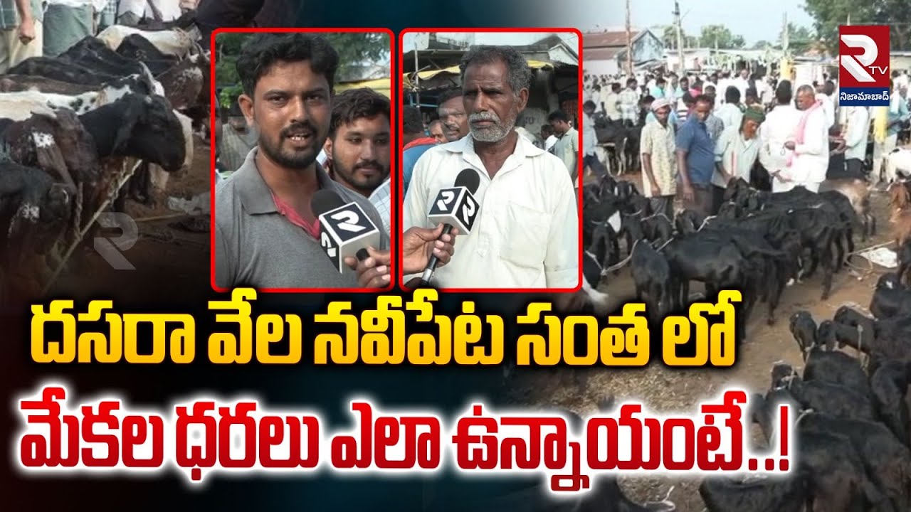 దసరా వేల నవీపేట సంత లో మేకల ధరలు ఎలా ఉన్నాయంటే | Navipet Market Goats Price Details | RTV Nizamabad