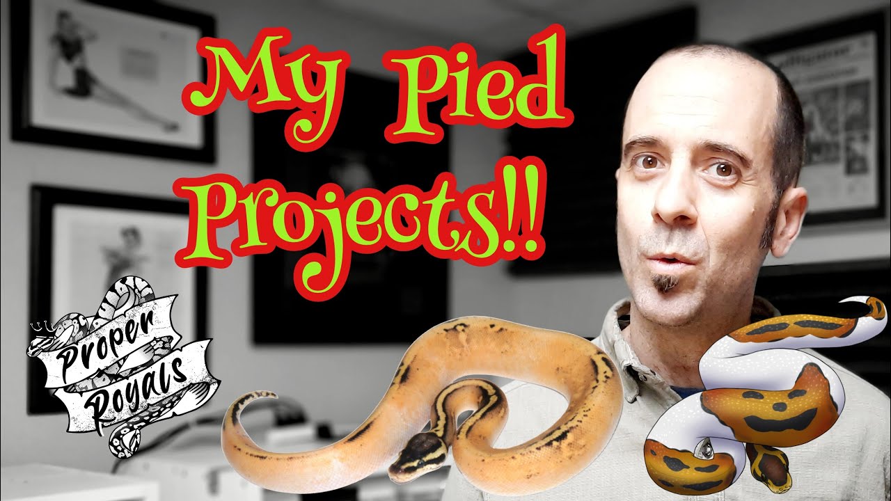 My Pied Ball Python Breeding Project!!