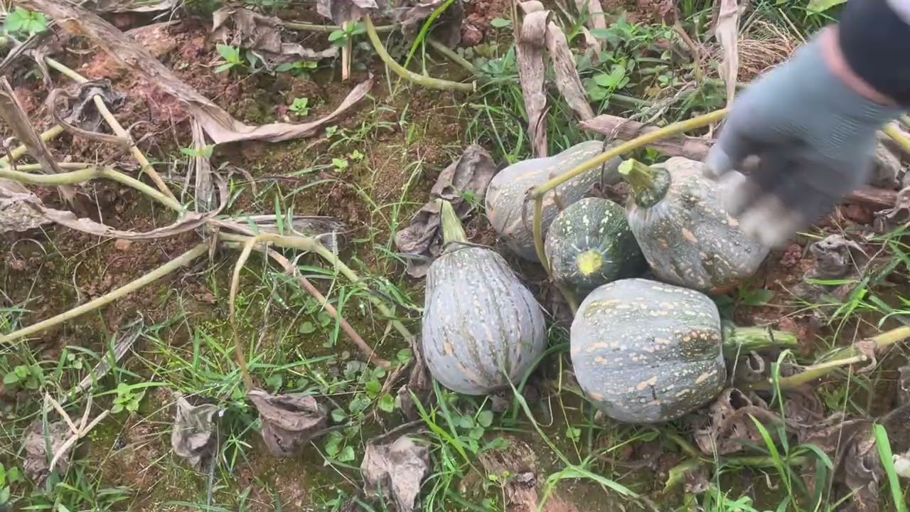 Thu hoạch bí ngô 🎃- Một vụ mùa bội thu ngoài mong đợi 👈