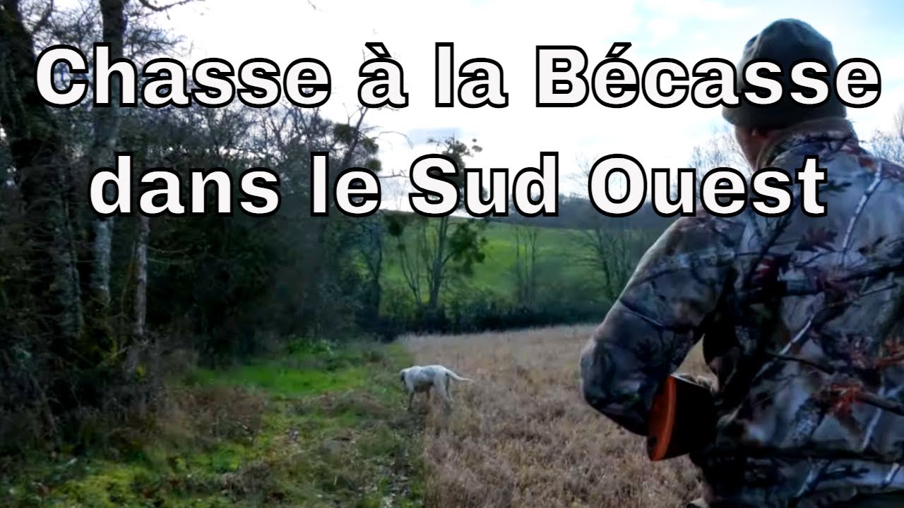 Chasse à la bécasse dans le Gers