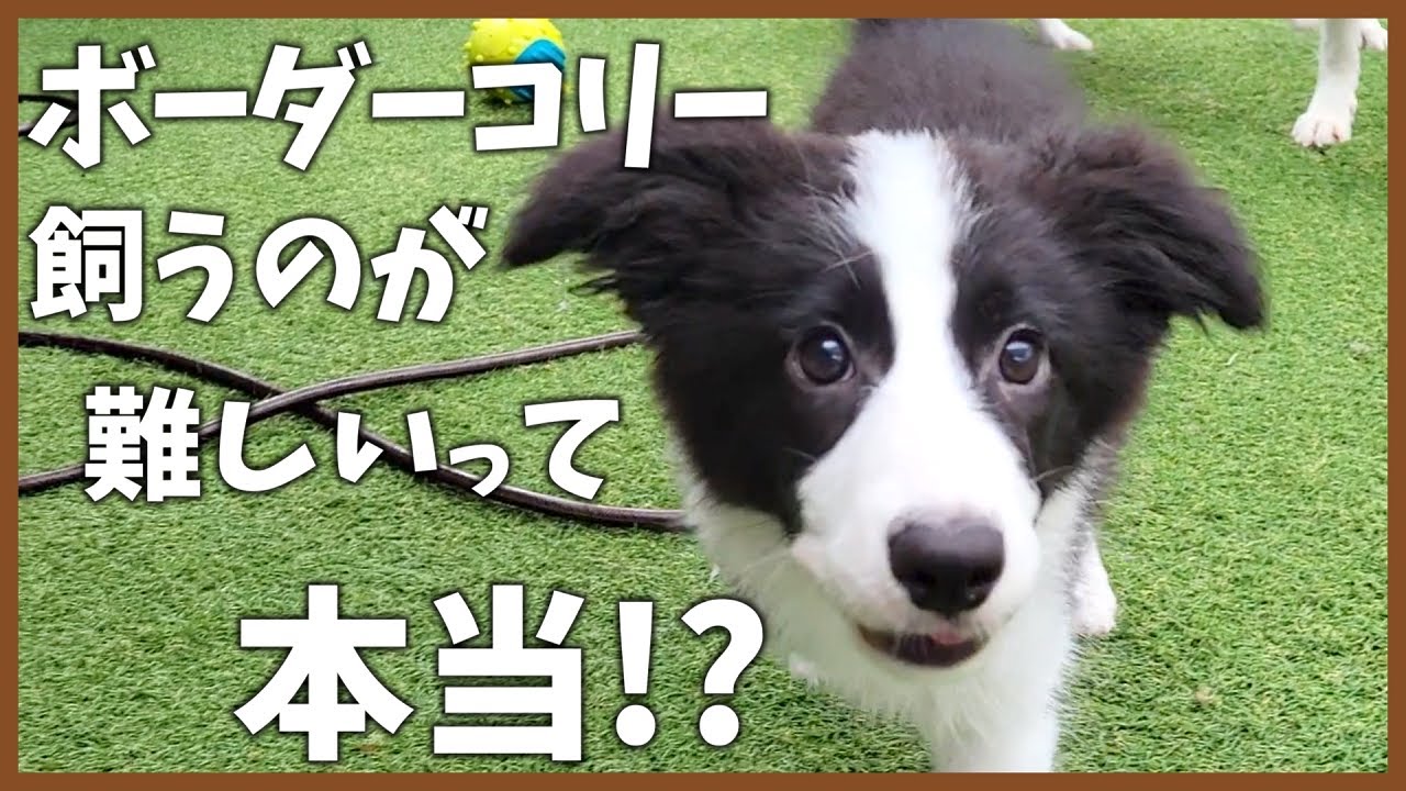 【しつけ】賢いボーダーコリー9頭をド素人が育てる秘訣【ママ流】