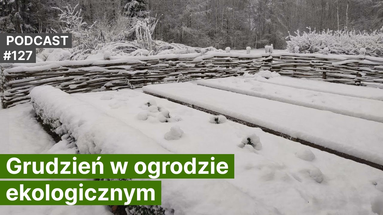 NoO 127. Grudzień w ogrodzie ekologicznym. Podcast. Naturalnie o Ogrodach