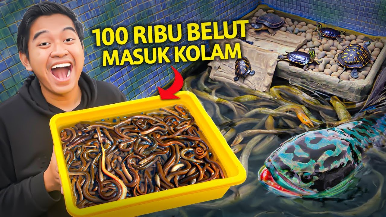MASUKIN 100RIBU BELUT KE KOLAM! MONSTER TOMAN MENGAMUK!