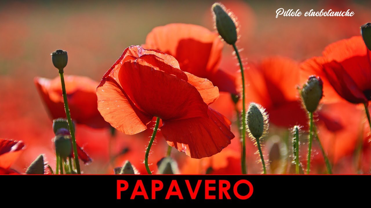 PILLOLE ETNOBOTANICHE - Il papavero
