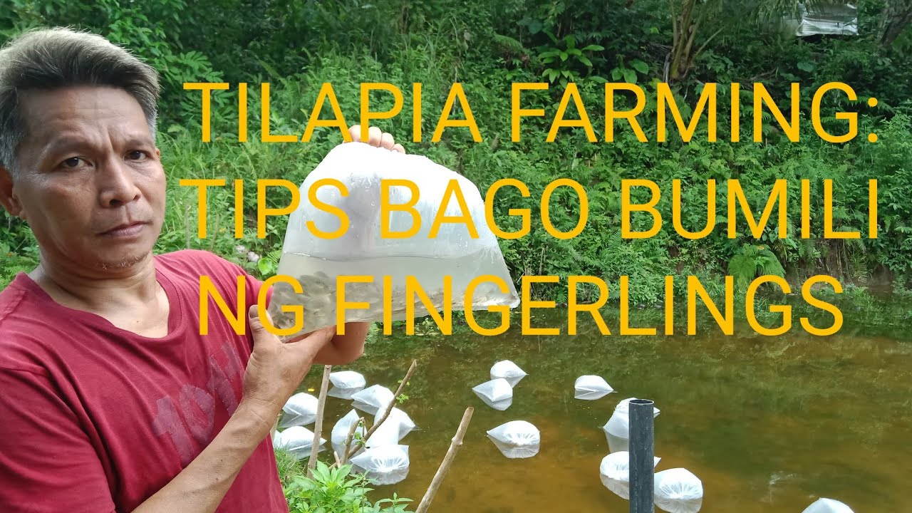 TILAPIA FARMING: TIPS BAGO BUMILI NG FINGERLINGS