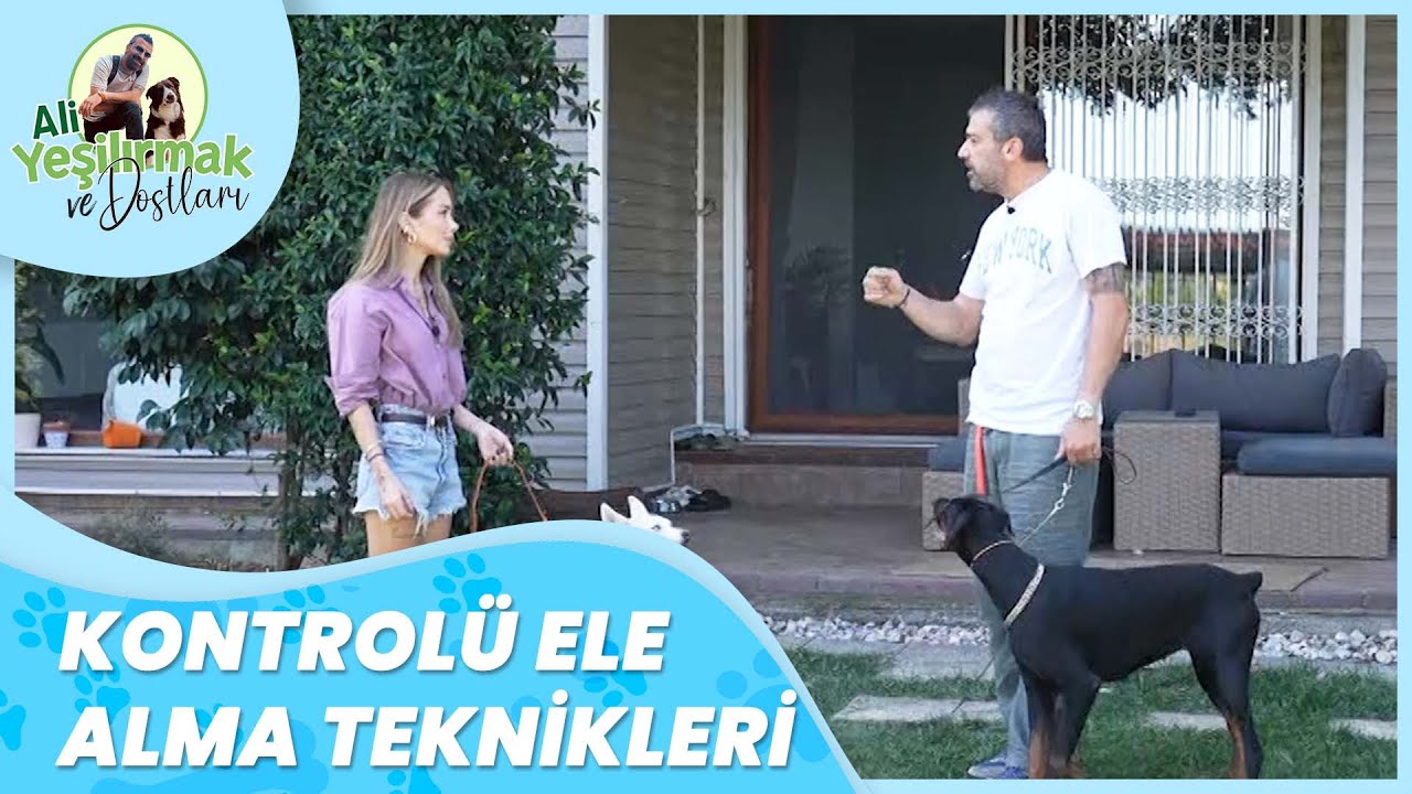 İki Köpekli Yürüyüşleri Kolay Hale Getirme Yöntemleri | Ali Yeşilırmak ve Dostları