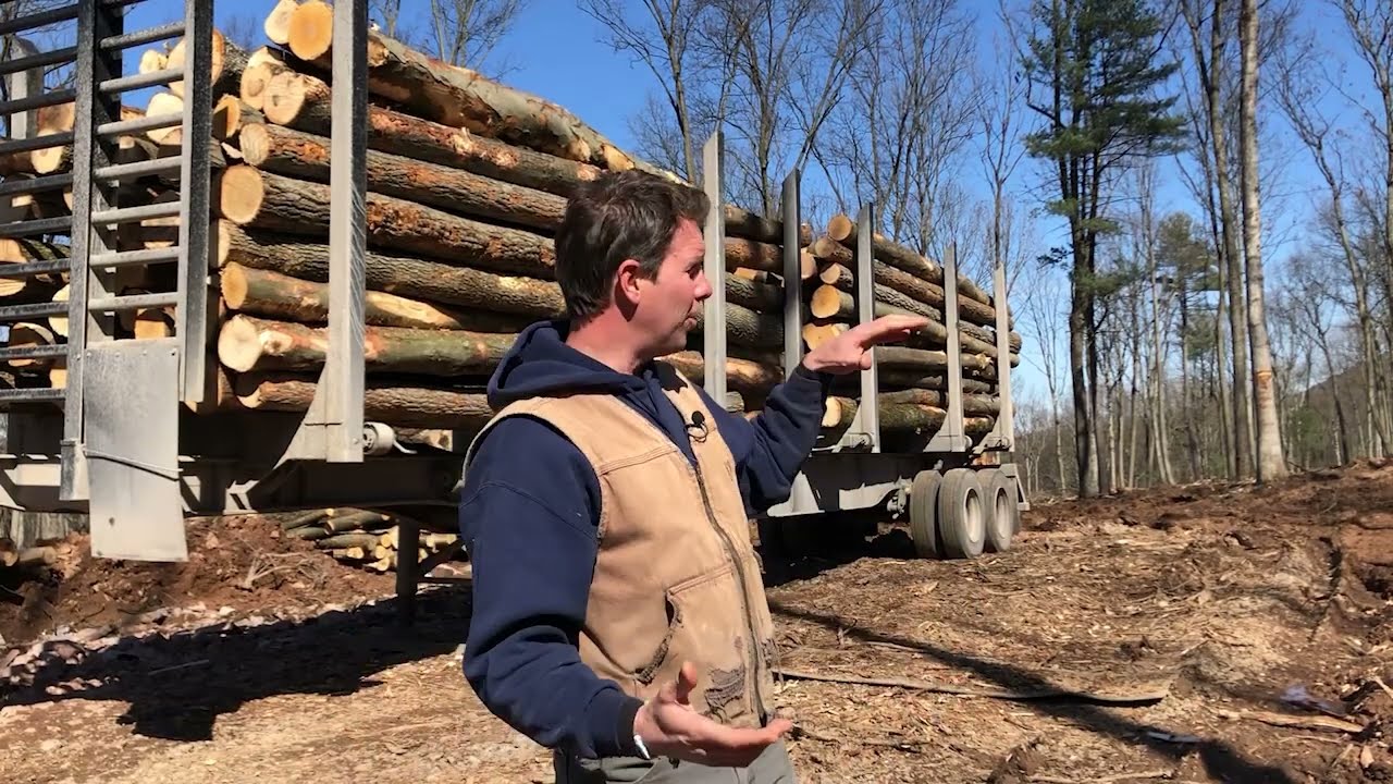 What is a pulpwood timber harvest?
