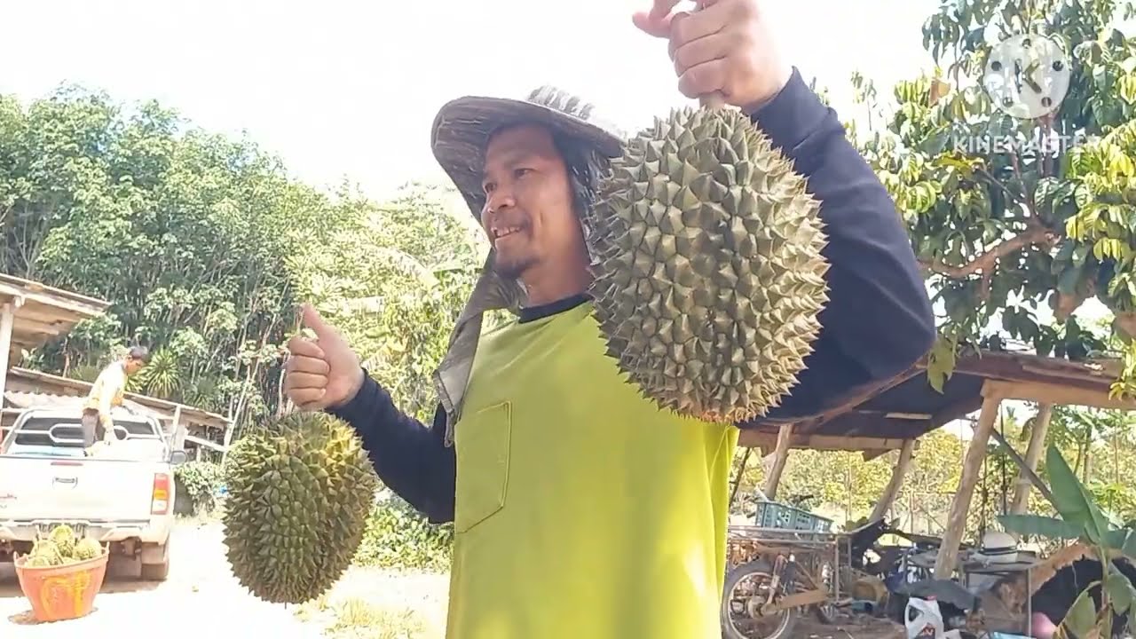 เพราะอะไรถึงต้องปลูกทุเรียน ชะนี