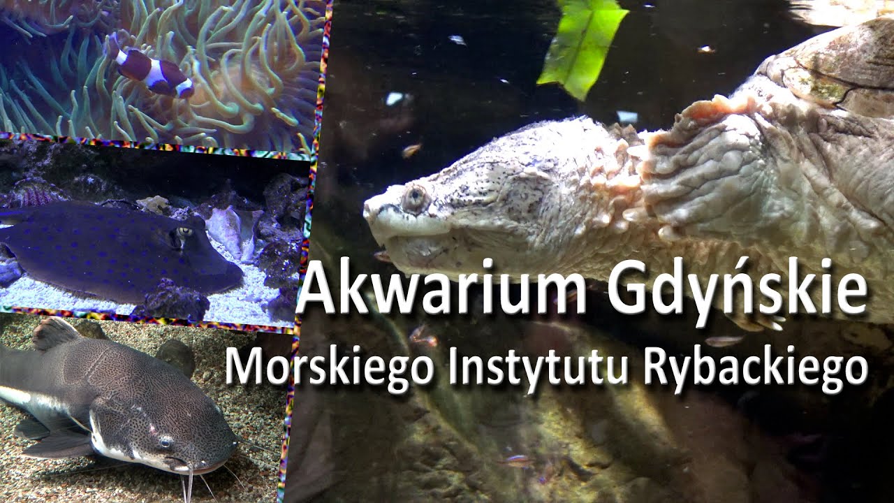 Akwarium Gdyńskie Morskiego Instytutu Rybackiego