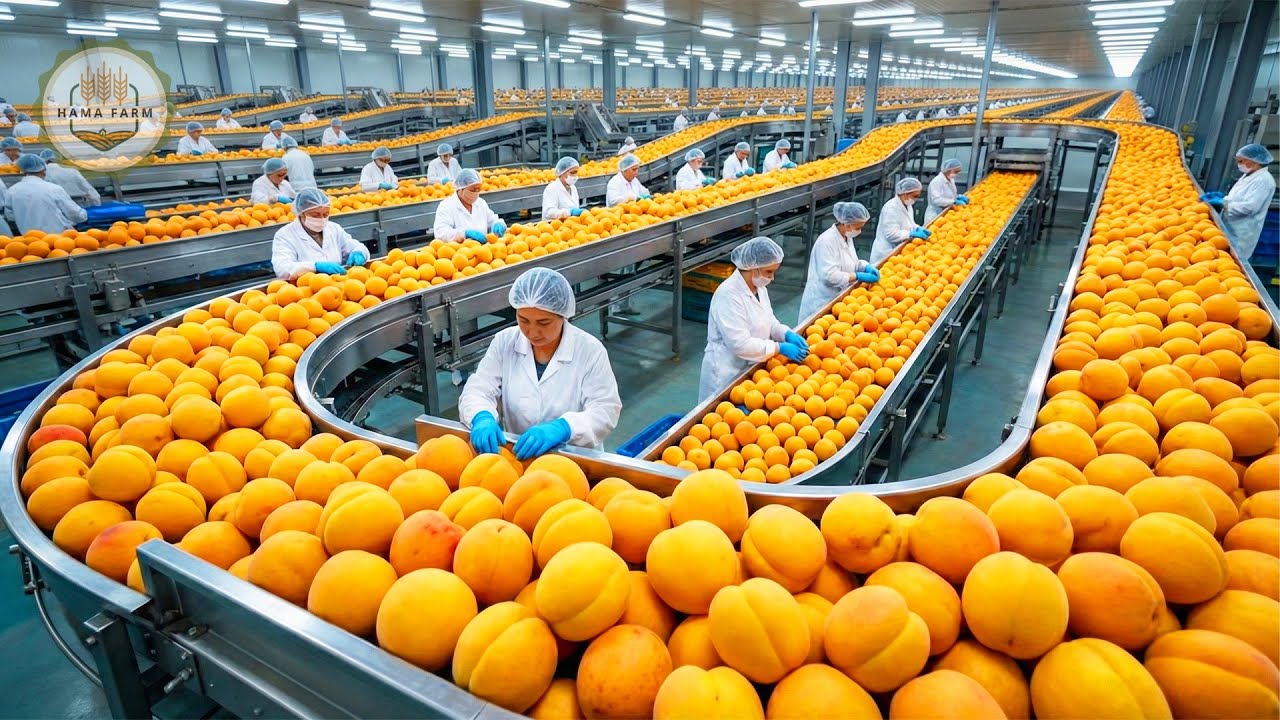 How Millions of Plums Are Harvested and Processed This Way for Umeshu