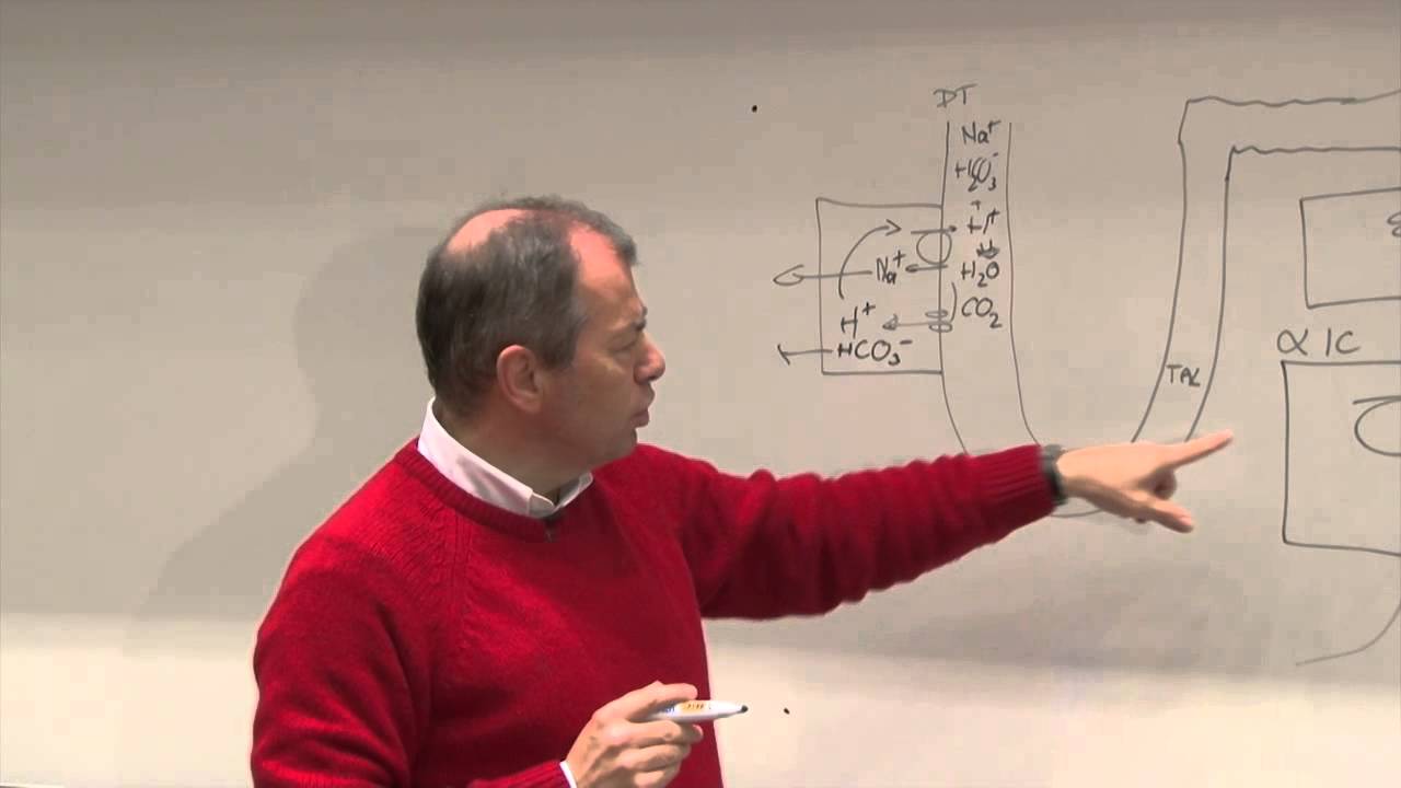 College prof.dr. Bob Zietse: Zuurregulatie door de nier