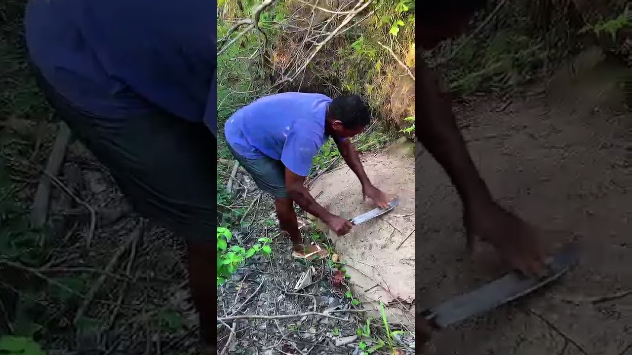 Festejo tradicional da comunidade quilombola cocal
