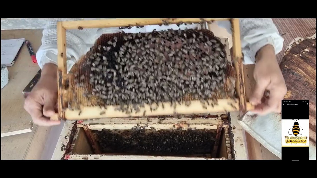 البناء الطبيعي الحر في نظام أبوسلمان بدون مساعدة في فصل الشتاء .