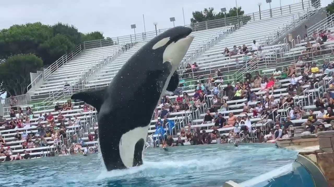 #sandiego #seaworld 