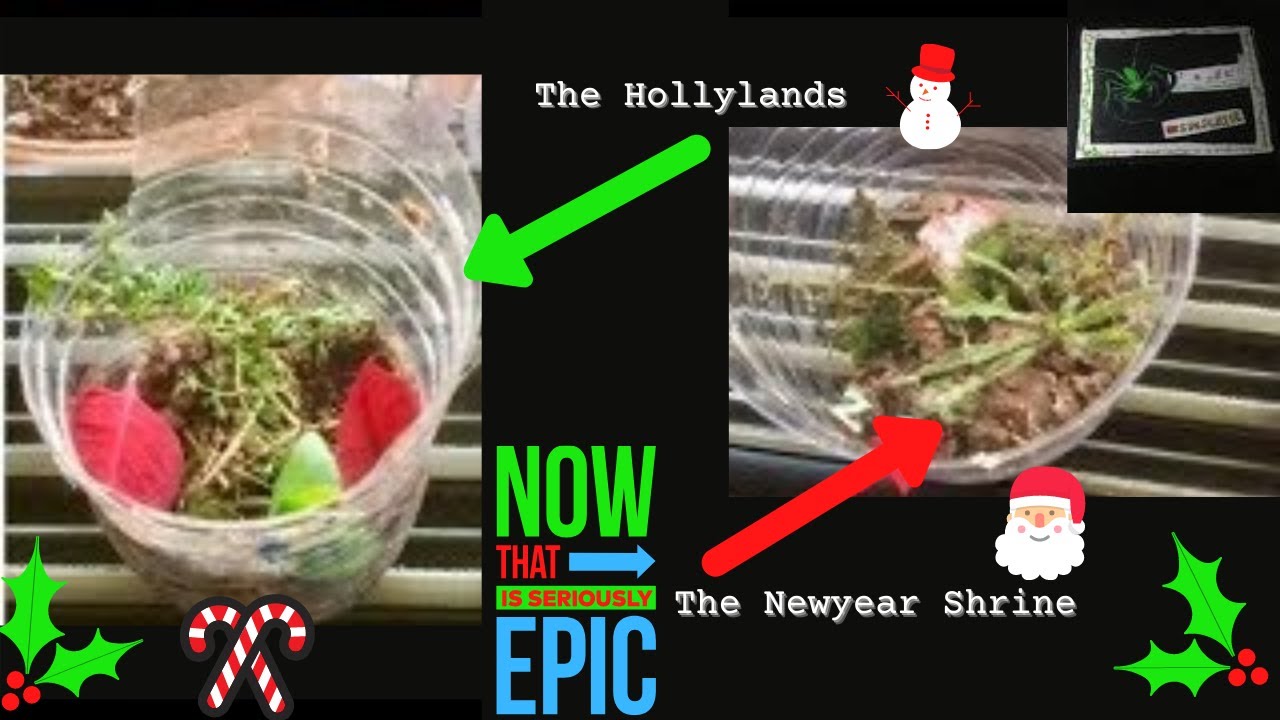 Double TERRARIUM build (festive)! (A.B.S.E.)