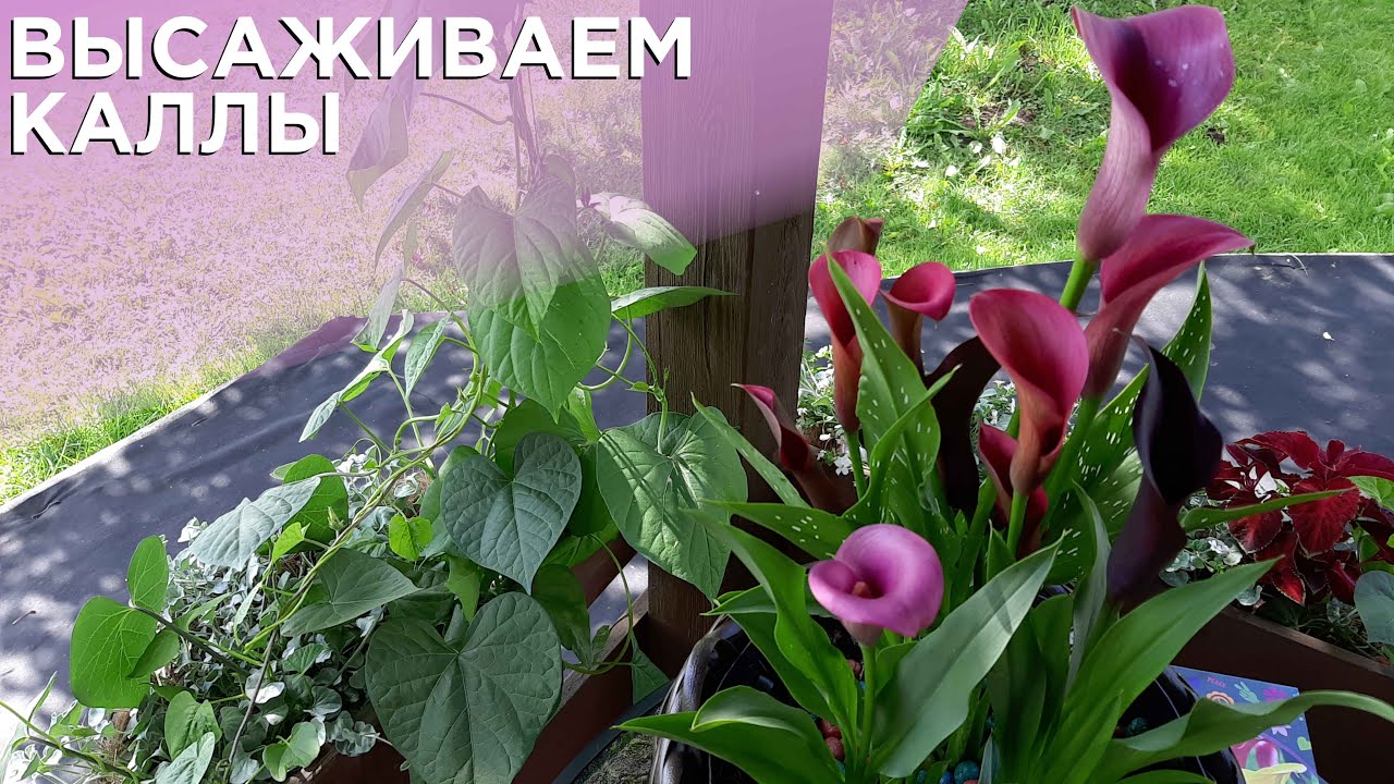 Посадка калл от клубней до цветения