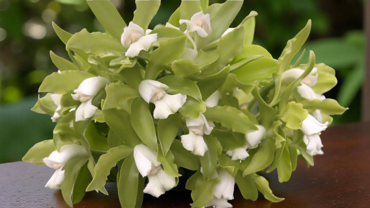 CATTLEYA LEOPOLDII ALBA НЕПРЕВЗОЙДЕННАЯ КРАСОТА!