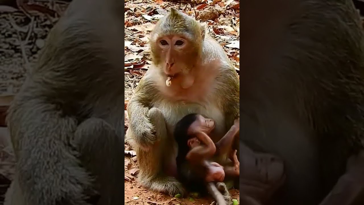 The monkeys Cambodia #youtubeshorts #shorts_video