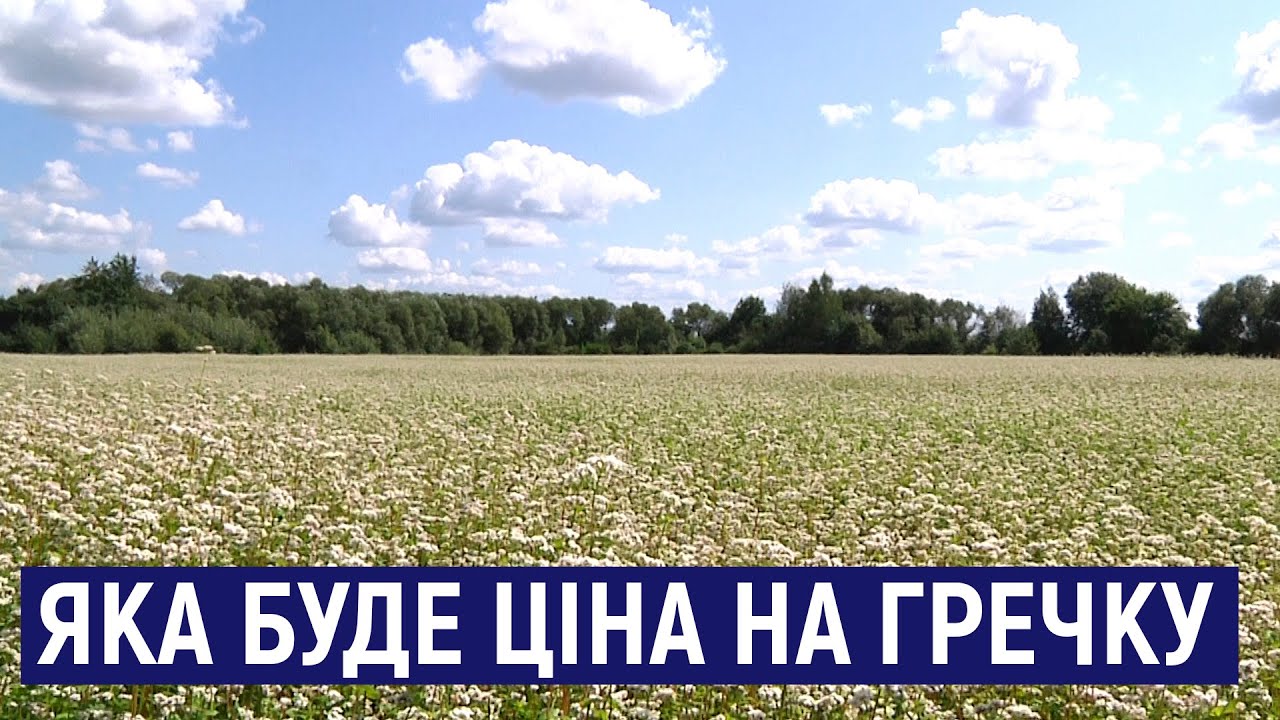 На Житомирщині збільшили посіви гречки