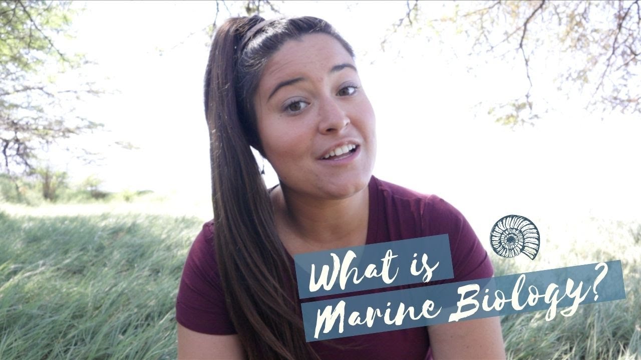 How to Work with the Ocean: Top Marine Biology Careers