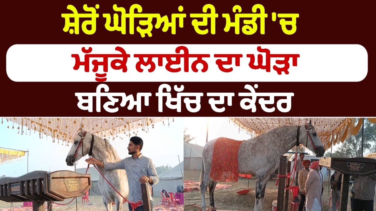 ਸ਼ੇਰੋਂ ਘੋੜਿਆਂ ਦੀ ਮੰਡੀ 'ਚ ਮੱਜੂਕੇ ਲਾਈਨ ਦਾ ਘੋੜਾ ਬਣਿਆ ਖਿੱਚ ਦਾ ਕੇਂਦਰ