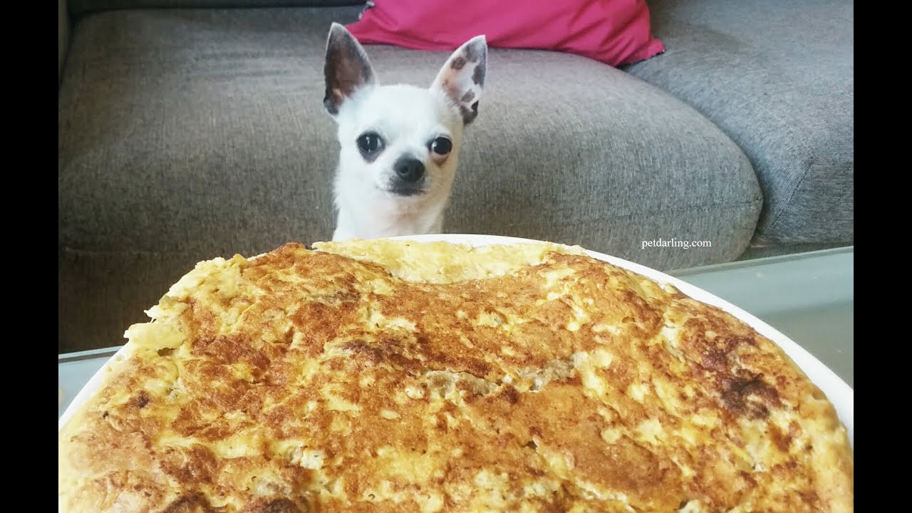 Comida para perros casera Tortilla de higado, Fácil y sana!